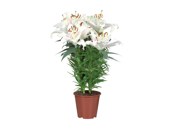 Oriental Lily