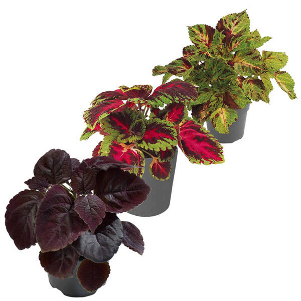 GARDENLINE Coleus
