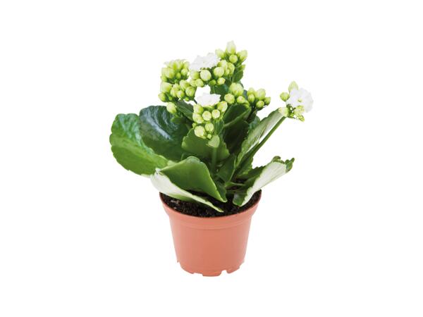 Mini Flowering Plants