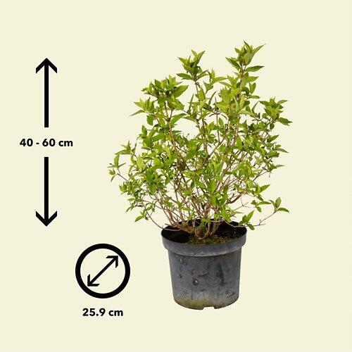 Hortensia paniculé, C 7.5, 40 - 60 cm de haut