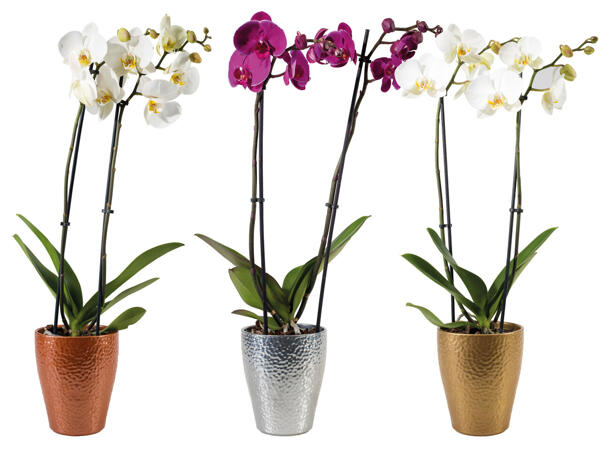 Orchidee 2-Trieber „Weihnachten"