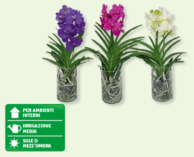 Orchidea Vanda