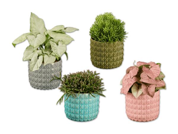 Rhipsalis oder Syngonium in Keramik