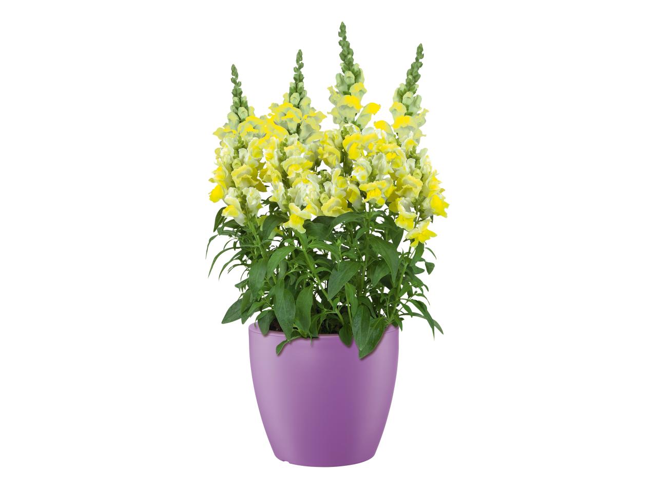 Planter