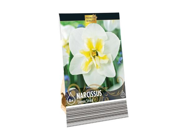 Blomsterløg Premium