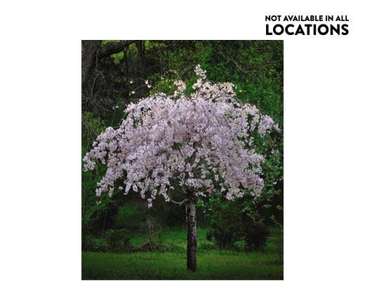 Gardenline
Shade or Ornamental Tree Assorted Varieties