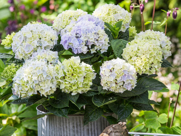 Stor hortensia