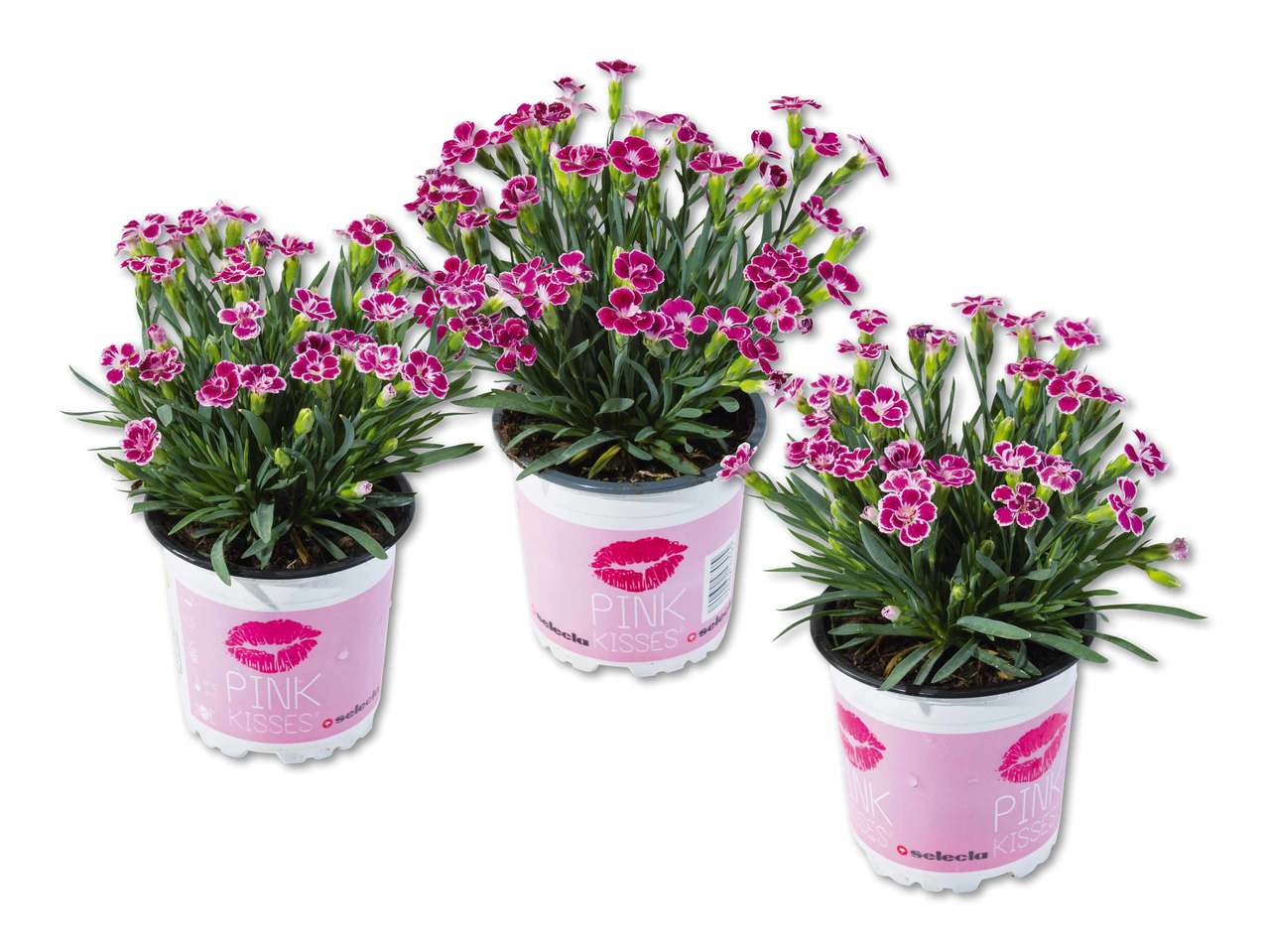Dianthus "Pink Kisses"