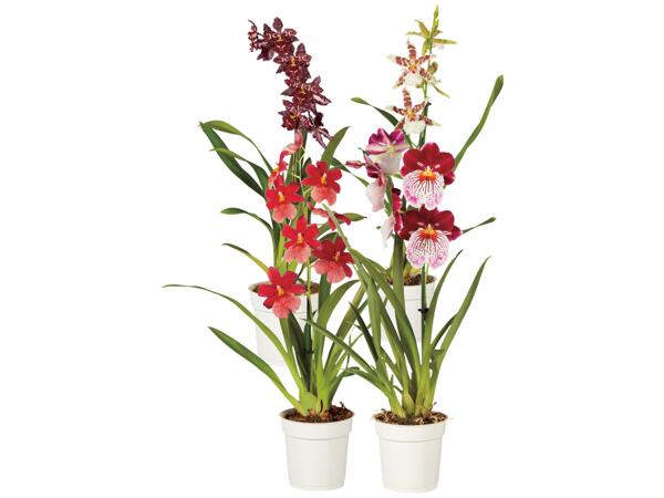 Orkidé "Happy Orchids"
