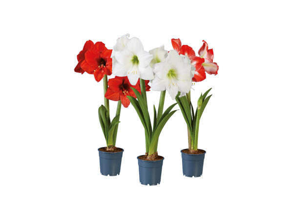 Amaryllis