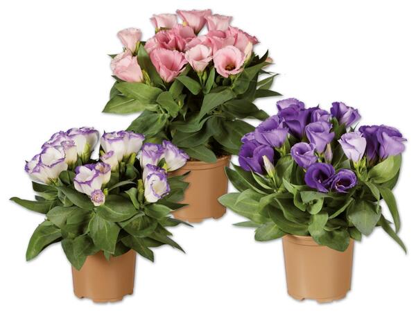 Eustoma