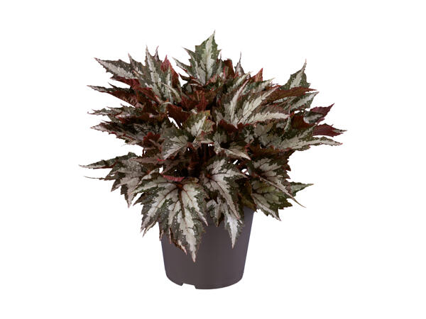 Peperomia eller begonia