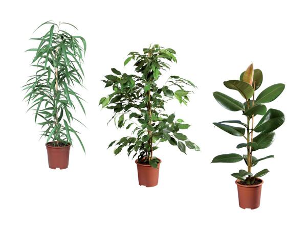 Grønne planter