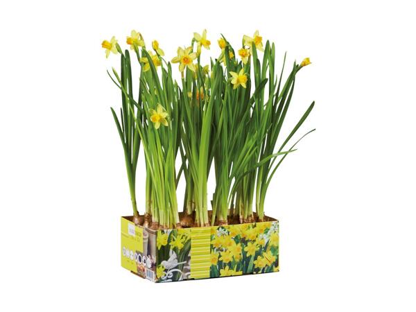 Blomstrende løgplanter i bakke