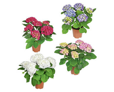 HORTENSIE