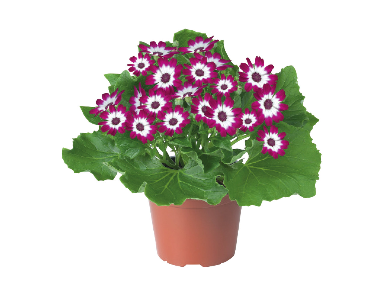 Cineraria1