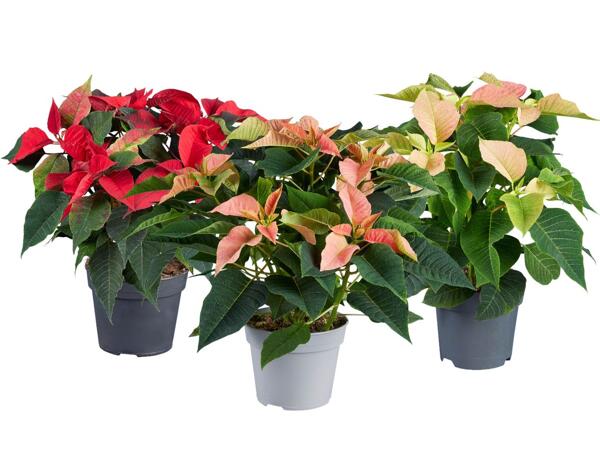 Poinsettia