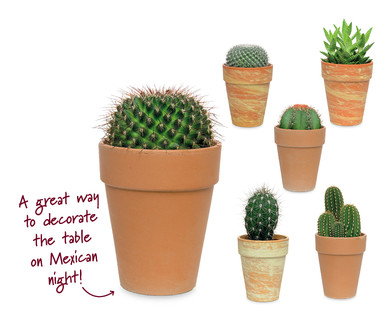 Cacti and Succulents