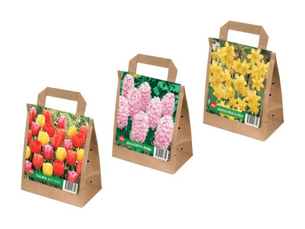 Bulbes de tulipes