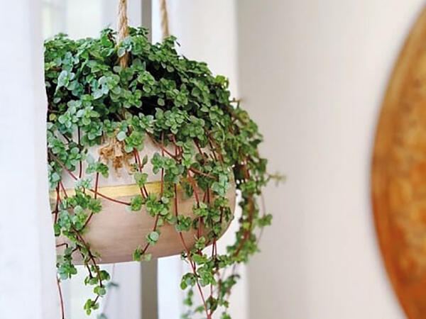 Hængende grøn plante
