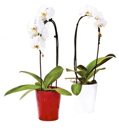 Phalaenopsis Cascada