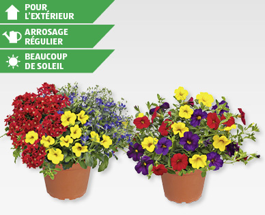 Trios de fleurs de balcon GARDENLINE(R)