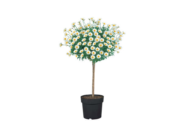 Marguerite