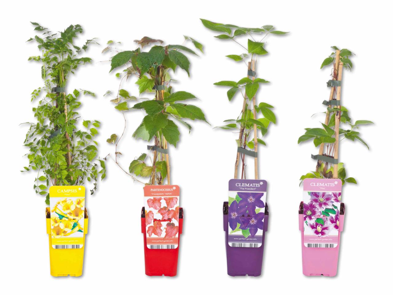 Plante grimpante