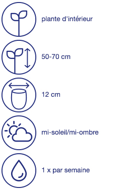 Orchidée