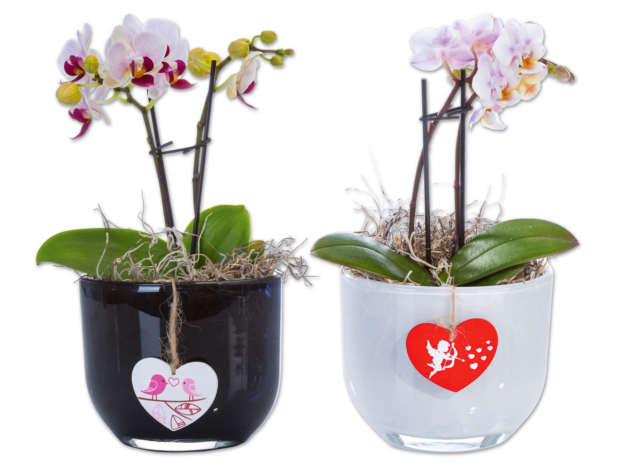 Mini Phalaeopsis im Glastopf
