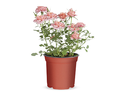 POTTED ROSES 130MM
