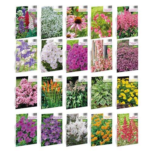 Blumenzwiebel Winterharte Stauden