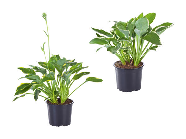 Hosta