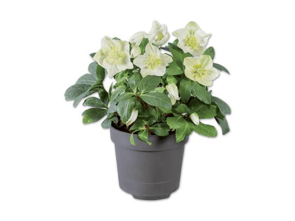 Christrose