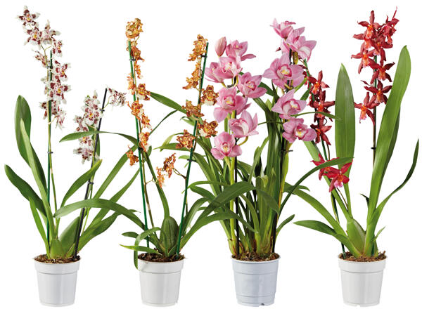 Premium Orchidee