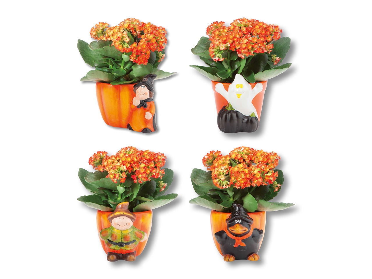 Vaso di Halloween in ceramica con kalanchoe