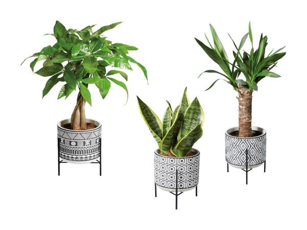 Grøn plante i keramik