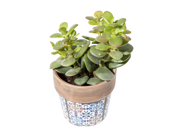 Succulent