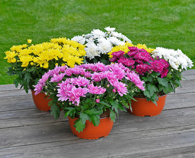 Sommerchrysanthemen-Schale