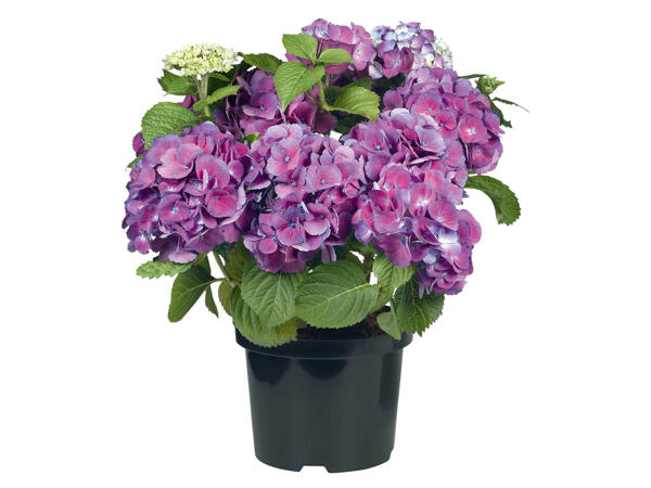 Gartenhortensien
