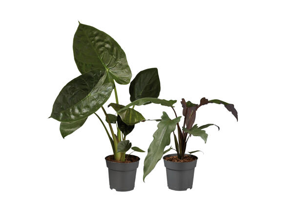Alocasia