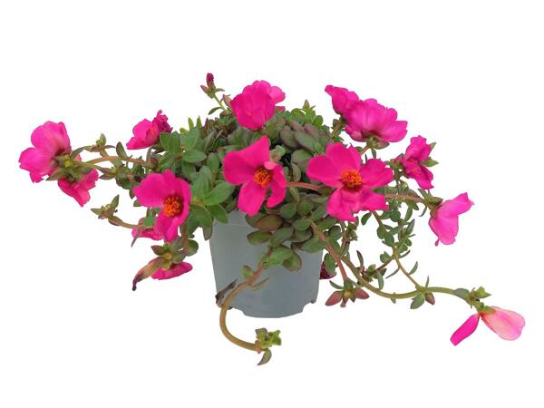 Purslane