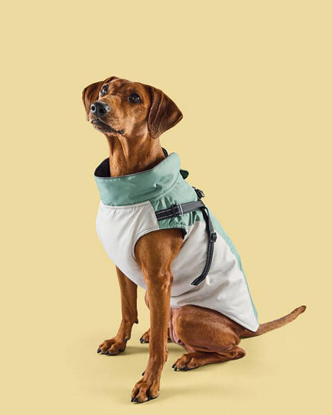 Dog Coat with Harness