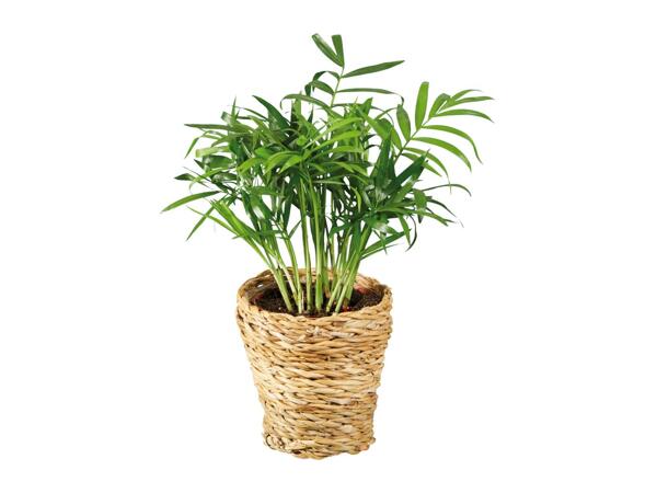 Green Plants in Woven Pot