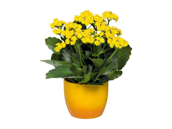 Flowering Plants in Ceramic Pot