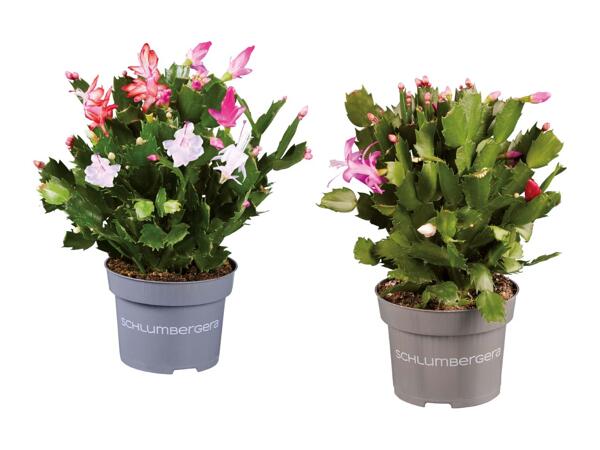 Schlumbergera Quattro