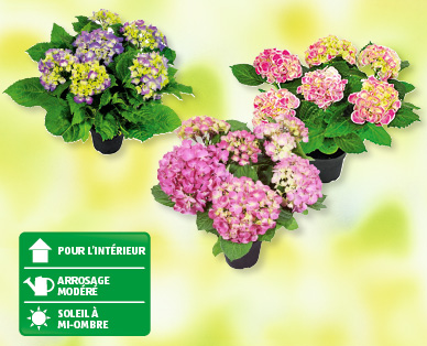Hortensia