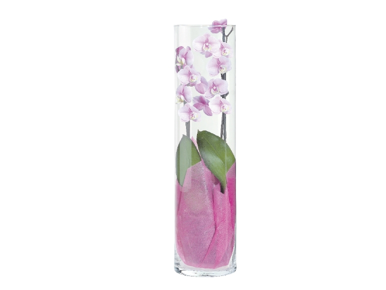 Twin Stem Orchid in Glass Vase