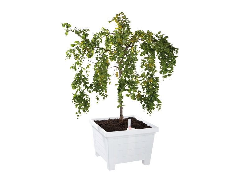 Florabest Self-Watering Planter