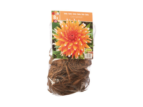 Dahlia Bulbs